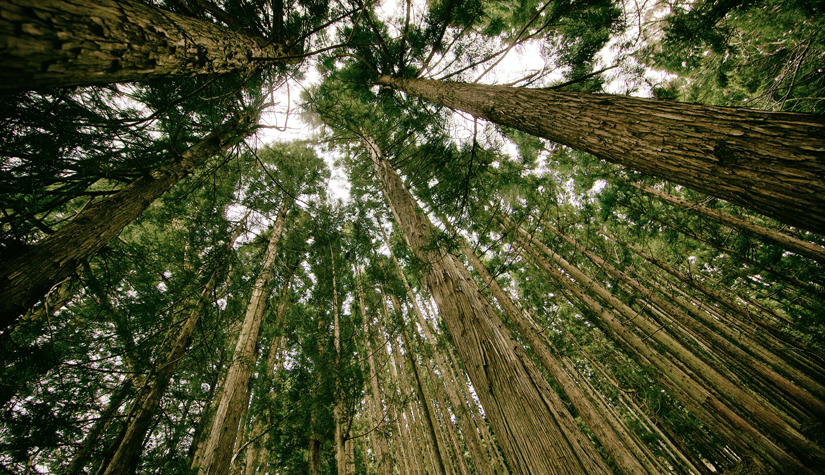 How environmentally friendly is your paper?